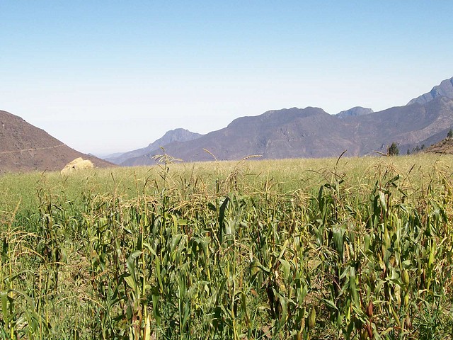 Sembrío de Maíz - Huayán (Huarmey-Ancash)