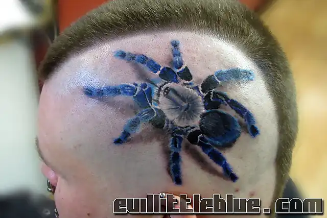 Cobalt_Blue_Spider_by_EvilLittleBlue