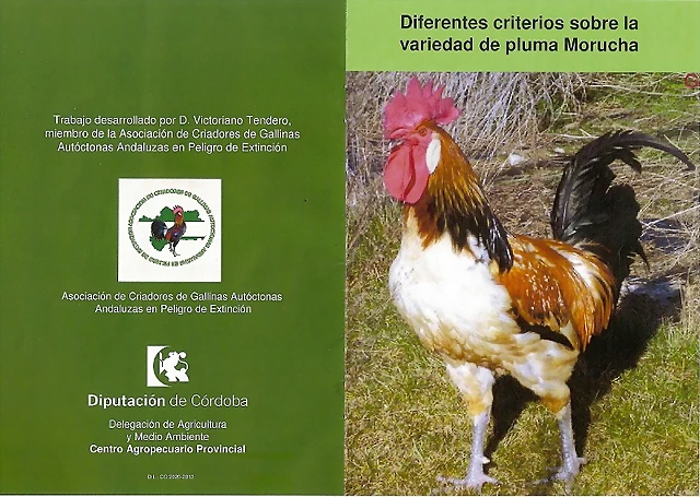 morucha01 morucha01