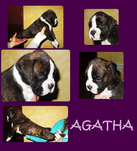 agatha presentacion