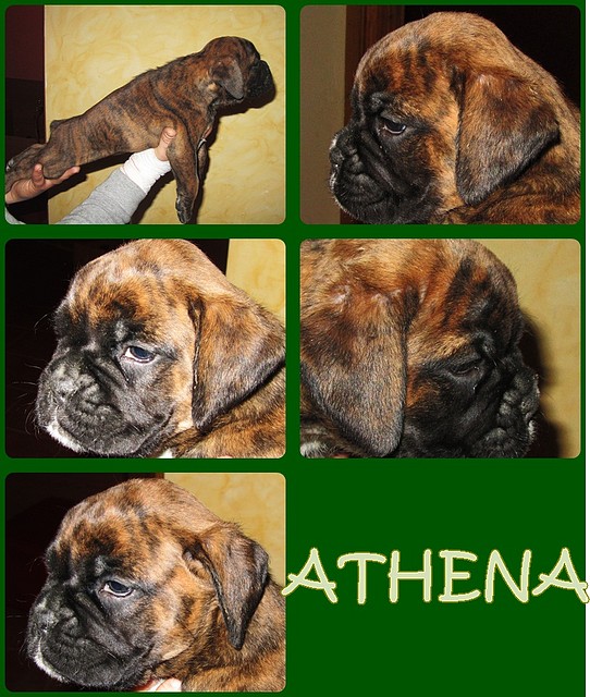 athena presentacion