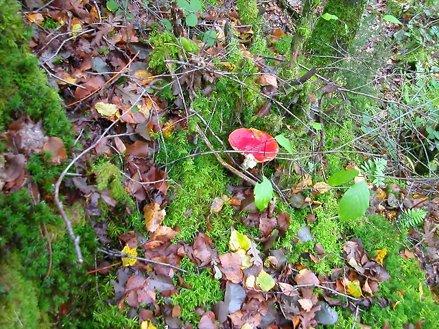 DSCN5781 DSCN5781