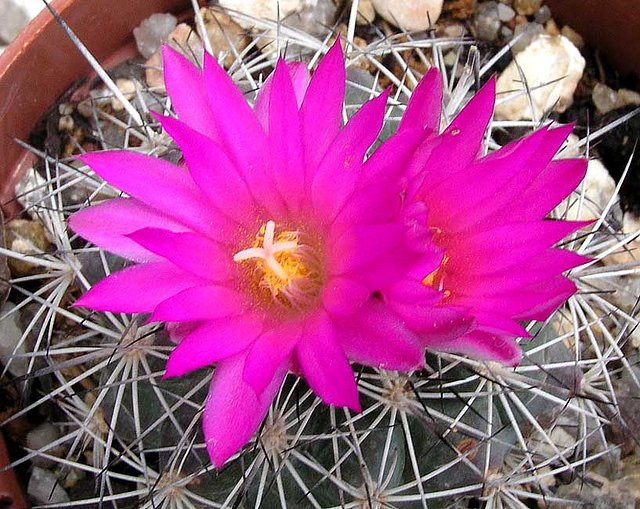 Gymnocactus beneckei