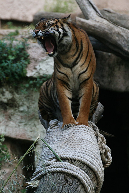 Zoo de Barcelona 20-04-11 841 Zoo de Barcelona 20-04-11 841