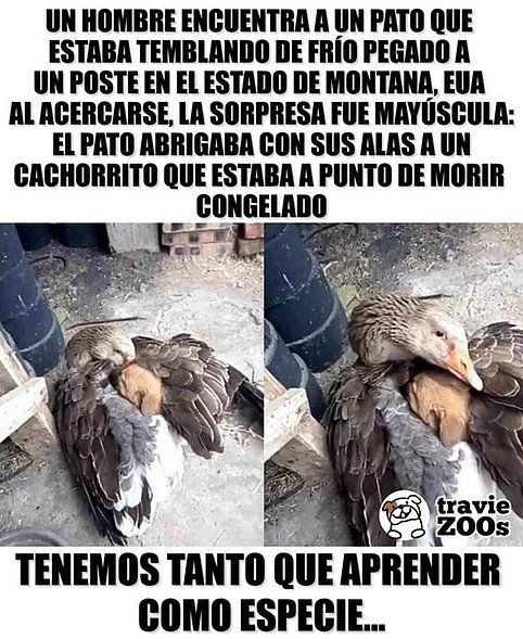 PatocuidandoCachorrito2019