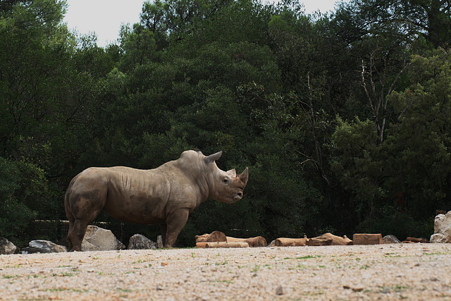Zoo Lunaret + Sigean 18 i 19-09-10 246 Zoo Lunaret + Sigean 18 i 19-09-10 246