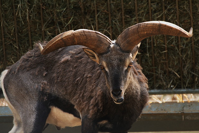 Zoo Lunaret + Sigean 18 i 19-09-10 256 Zoo Lunaret + Sigean 18 i 19-09-10 256