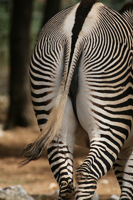 Zoo Lunaret + Sigean 18 i 19-09-10 222 Zoo Lunaret + Sigean 18 i 19-09-10 222