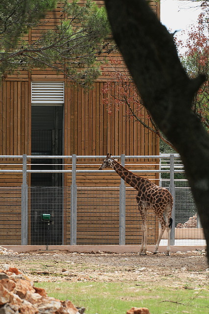 Zoo Lunaret + Sigean 18 i 19-09-10 236 Zoo Lunaret + Sigean 18 i 19-09-10 236
