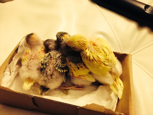 Pollos Caja 3 Pollos Caja 3