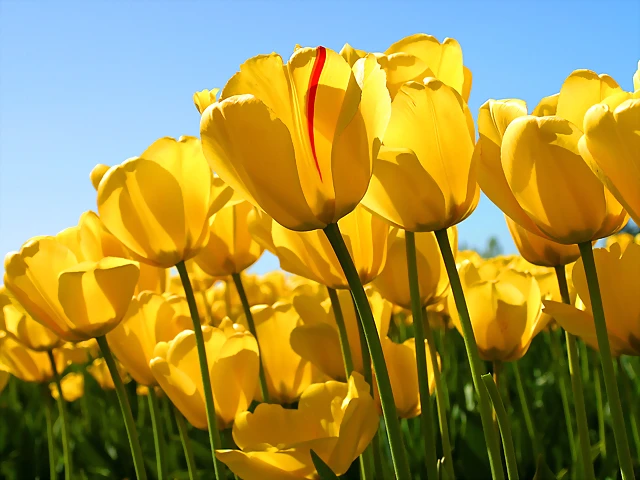 Tulips Tulips