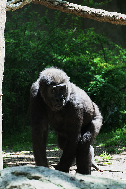 Zoo de Barcelona 816