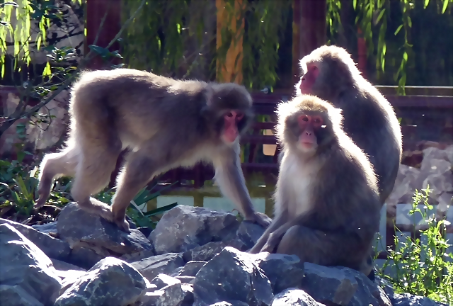 Macaca fuscata 3 (26-9-18 Pairi Daiza) Macaca fuscata 3 (26-9-18 Pairi Daiza)