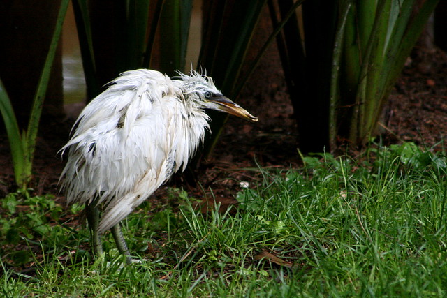 Zoo de Barcelona 09-06-11 i 10-06-11 186 Zoo de Barcelona 09-06-11 i 10-06-11 186