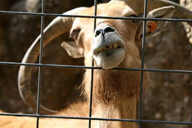 Zoo de Barcelona 09-06-11 i 10-06-11 476