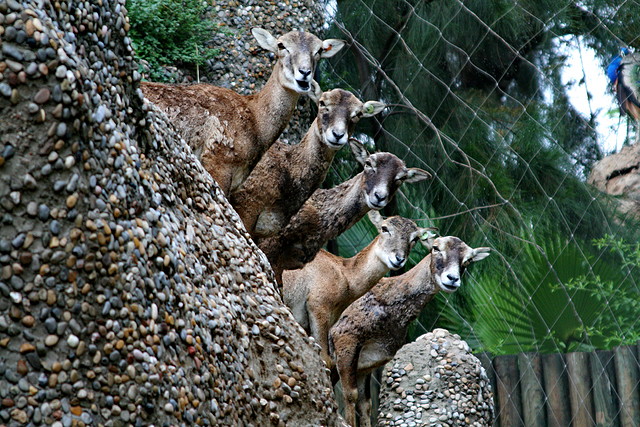 Zoo de Barcelona 09-06-11 i 10-06-11 494