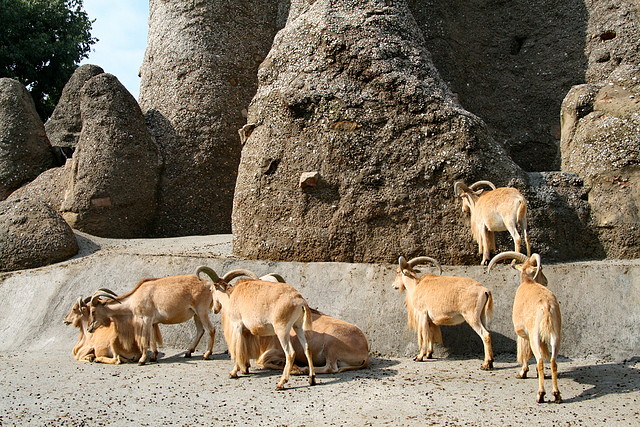 Zoo de Barcelona 09-06-11 i 10-06-11 431
