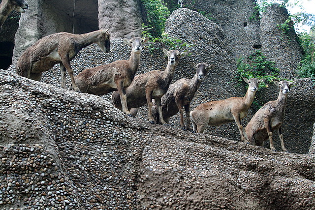 Zoo de Barcelona 09-06-11 i 10-06-11 509