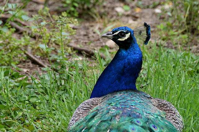 Zoo de Barcelona 09-06-11 i 10-06-11 057 Zoo de Barcelona 09-06-11 i 10-06-11 057