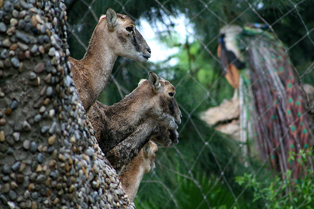 Zoo de Barcelona 09-06-11 i 10-06-11 489