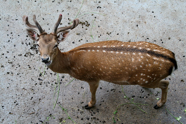 Zoo de Barcelona 09-06-11 i 10-06-11 522