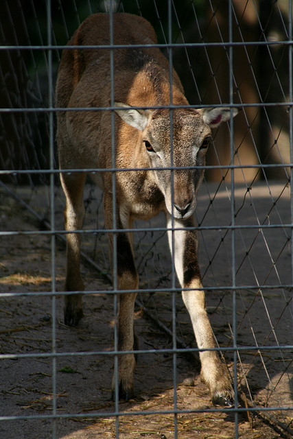 Zoo de Barcelona 09-06-11 i 10-06-11 446