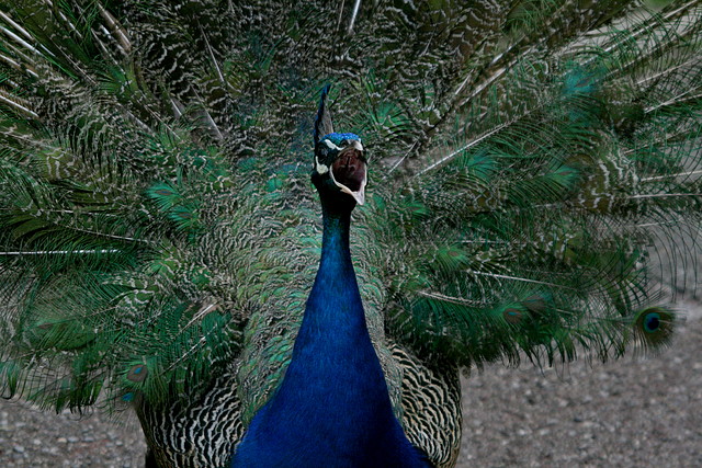 Zoo de Barcelona 09-06-11 i 10-06-11 823 Zoo de Barcelona 09-06-11 i 10-06-11 823