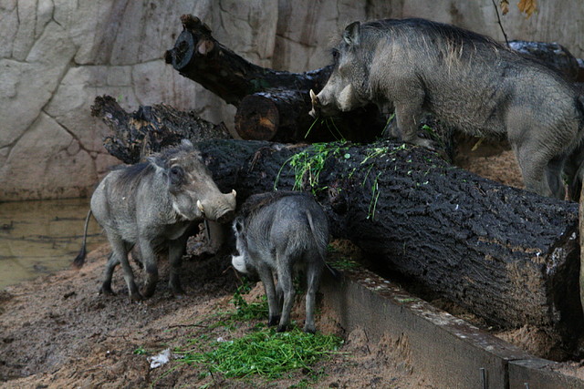 Zoo de Barcelona 09-06-11 i 10-06-11 302 Zoo de Barcelona 09-06-11 i 10-06-11 302