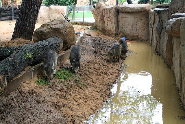 Zoo de Barcelona 09-06-11 i 10-06-11 330 Zoo de Barcelona 09-06-11 i 10-06-11 330