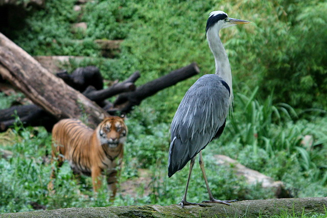 Zoo de Barcelona 09-06-11 i 10-06-11 1025 Zoo de Barcelona 09-06-11 i 10-06-11 1025