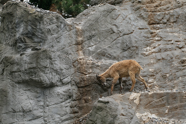 Zoo Hamburgo 17-06-11 1821 Zoo Hamburgo 17-06-11 1821