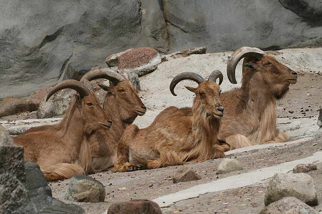 Zoo Hamburgo 17-06-11 1271 Zoo Hamburgo 17-06-11 1271
