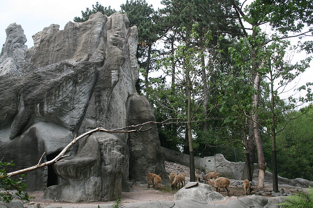 Zoo Hamburgo 17-06-11 1856 Zoo Hamburgo 17-06-11 1856