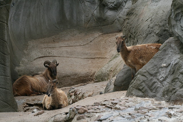 Zoo Hamburgo 17-06-11 1839 Zoo Hamburgo 17-06-11 1839