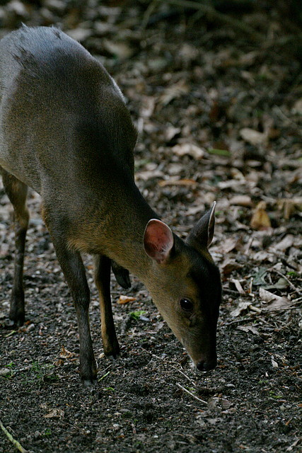 Zoo Hamburgo 17-06-11 1921 Zoo Hamburgo 17-06-11 1921