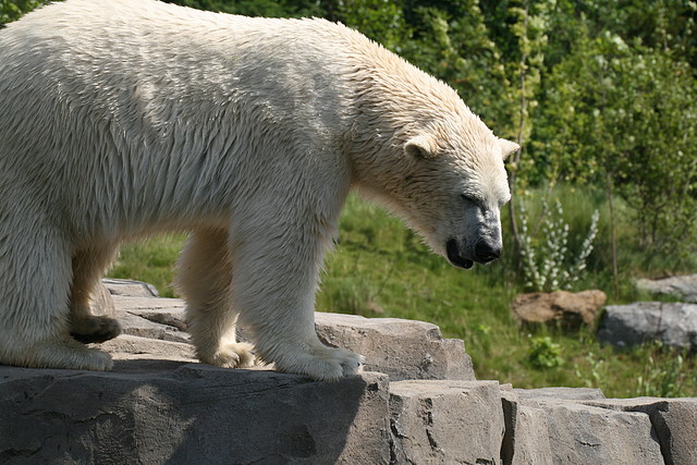 Zoo Hannover 18-06-11 895