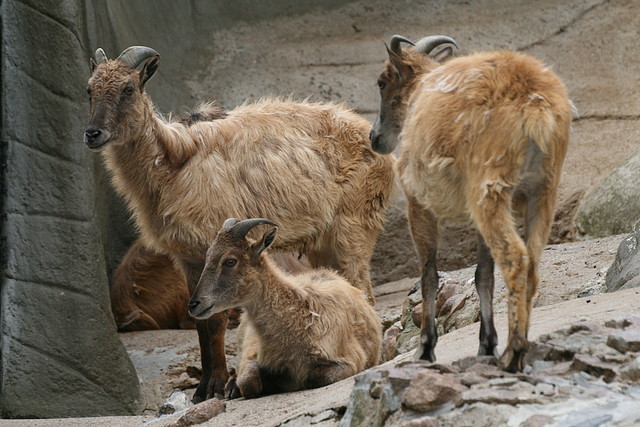 Zoo Hamburgo 17-06-11 1809 Zoo Hamburgo 17-06-11 1809