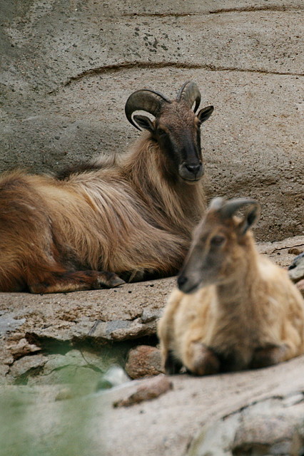 Zoo Hamburgo 17-06-11 1834 Zoo Hamburgo 17-06-11 1834