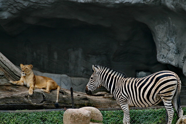 Zoo Hamburgo 17-06-11 1731 Zoo Hamburgo 17-06-11 1731