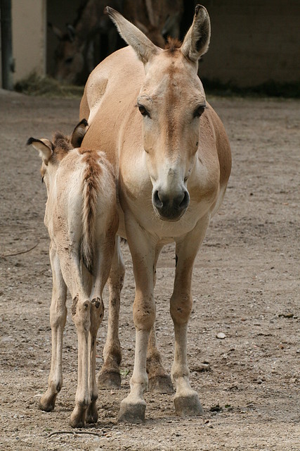 Zoo Hamburgo 17-06-11 1928 Zoo Hamburgo 17-06-11 1928