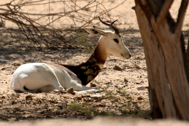 Al Ain Zoo - Atlantis - 19-12-08 023 Al Ain Zoo - Atlantis - 19-12-08 023