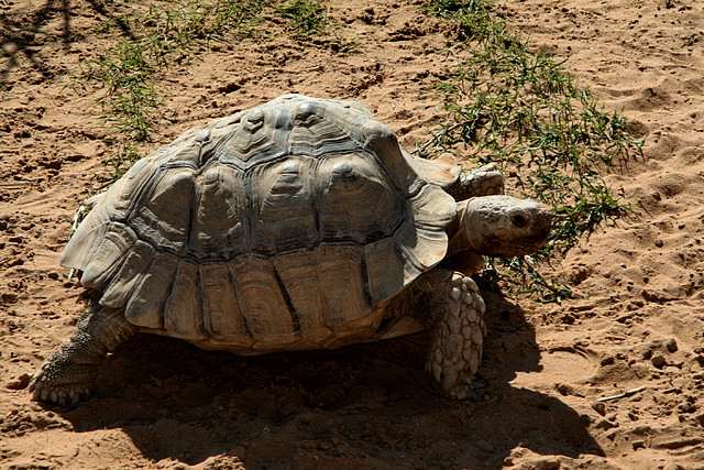 Al Ain Zoo - Atlantis - 19-12-08 007 Al Ain Zoo - Atlantis - 19-12-08 007