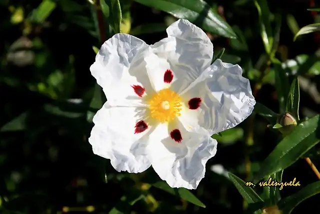 20, flor de la jara, marca2