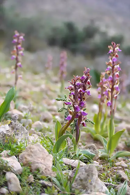 Orchis_collina46