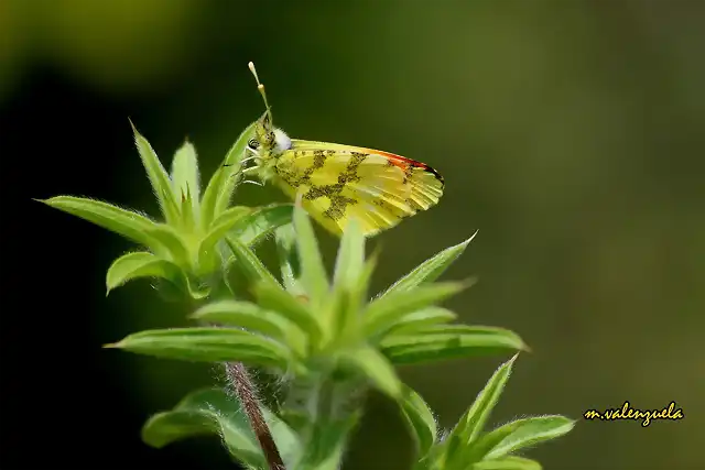 15, mariposa, marca2