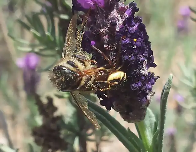 abeja pillada