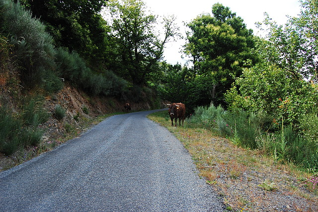 BAJADA DE 7 CARBALLOS A PONTE DE DONÍS