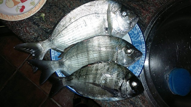 sargosp sargosp