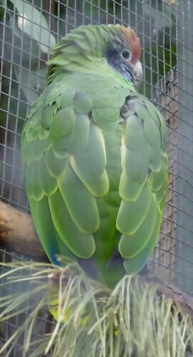 Amazona brasiliensis Amazona brasiliensis