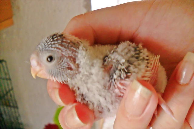 1º pollito de Clear y Fight 1º pollito de Clear y Fight